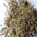 车前草 统 个子 陕西 清热利尿 凉血 解毒