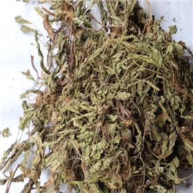 车前草 统 个子 陕西 清热利尿 凉血 解毒