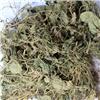 紫花地丁 统 个子 陕西 清热解毒