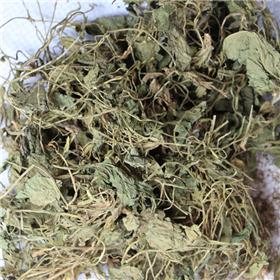 紫花地丁 统 个子 陕西 清热解毒