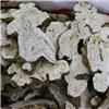 白术选亳州 大货供应 健脾益气 燥湿利水