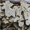 白术选亳州 大货供应 健脾益气 燥湿利水
