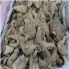 三叉白芨 云南