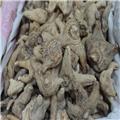 三叉白芨 云南