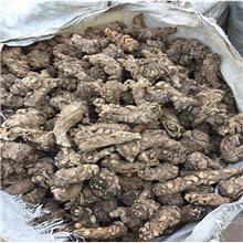 当归片系列（甘肃）原..
