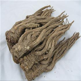 当归个子（甘肃）原产地直销
