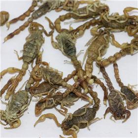 小黄蝎 优质价廉 大货供应