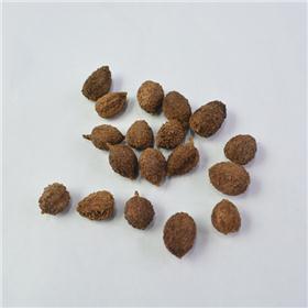 南砂仁 选 海南 大货 质优价廉 化湿行气 温脾止泻