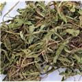 蒲公英常年供应（安徽）