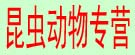昆虫动物专营