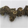 黄精 个子 选 优质大货 补脾 润肺生津
