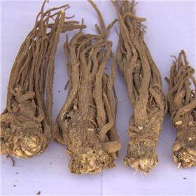 当归个子无硫（甘肃）原产地直销