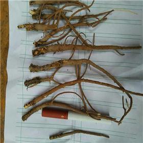 柴胡（甘肃）原产地大货