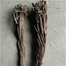 羌活（家种）野生