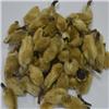 辛夷花（河南）质优价廉 祛风 通窍 治头痛
