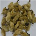 辛夷花（河南）质优价廉 祛风 通窍 治头痛