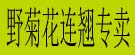 野菊花连翘专卖