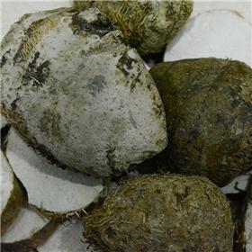 三棱 个子 统货 浙江 大货 破血行气 消积止痛