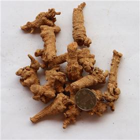 三七 大货 质优价廉 散瘀止血 消肿定痛