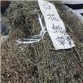白花蛇舌草 统货 产地湖北浙江 清热解毒 利湿