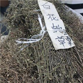 白花蛇舌草 统货 产地湖北浙江 清热解毒 利湿