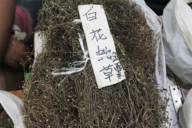 白花蛇舌草 统货 产地湖北浙江 清热解毒 利湿 药博商城