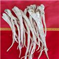 桔梗 大货 质优价廉 宣肺利咽 祛痰排脓