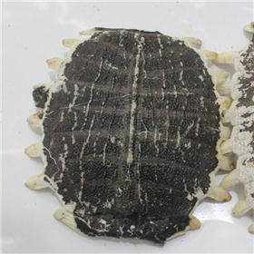 鳖甲 湖北 质优 滋阴清热 潜阳熄风 软坚散结