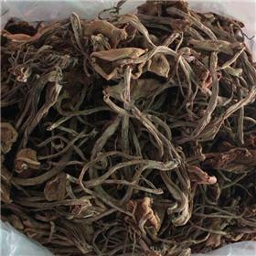 茶树菇 特级 产地福建 增强免疫力