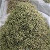 金银花 河南金银花 选货
