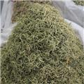 金银花 河南金银花 选货