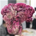鸡冠花 安徽 收涩止血 止带 止痢