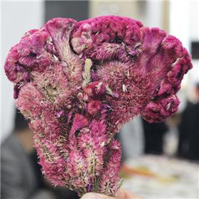 鸡冠花 安徽 收涩止血 止带 止痢