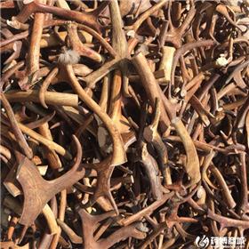 鹿角 大货供应 行血 消肿 益肾 治疮疡肿毒