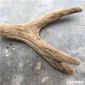鹿角 精选 质优 行血 消肿 益肾