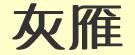 灰雁