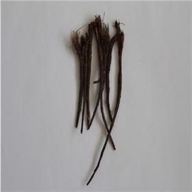 柴胡  个子  内蒙  统  大货供应  质优价廉