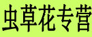 虫草花专营