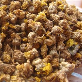 野菊花 质优 大货 清热解毒