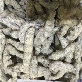 僵蚕 质优 祛风定惊 化痰散结