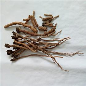 板蓝根 个子 内蒙 大货供应 质优价廉