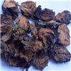 贯众（野生）贵州 质优 清热解毒 止血 杀虫