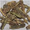 槐豆子 各种规格 山东 凉血止血 清肝明目