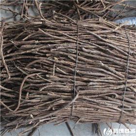 甘草 统货 个子