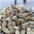 辛夷花  小选货 祛风 通窍 治头痛 鼻渊 鼻塞不通 齿痛