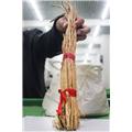 防风 防风个子 内蒙古防风