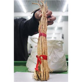 防风 防风个子 内蒙古防风