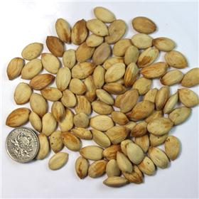甜杏仁大白皮 带皮 新疆 润肺平喘 治虚劳咳喘 肠燥便秘 