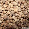 白寇 优质大货 行气开胃
