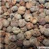 草寇 进口 优质 温中散寒 行气止痛